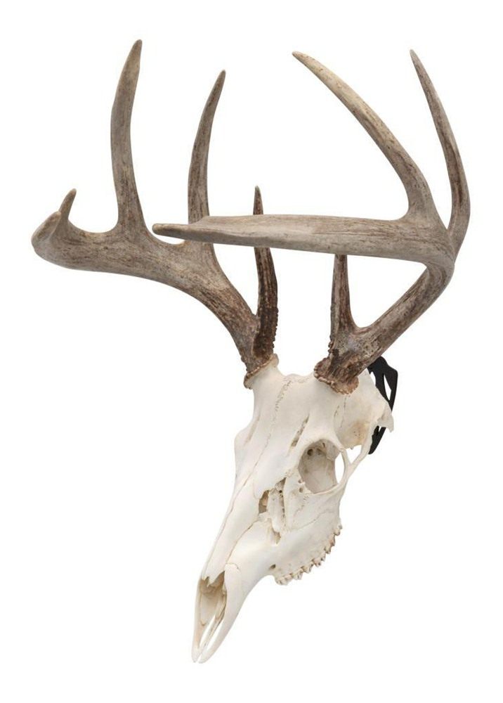 Allen 7257 Skull Peg Wall Mount Small/Mid-Size Game Black Steel Includes Ha view 2
