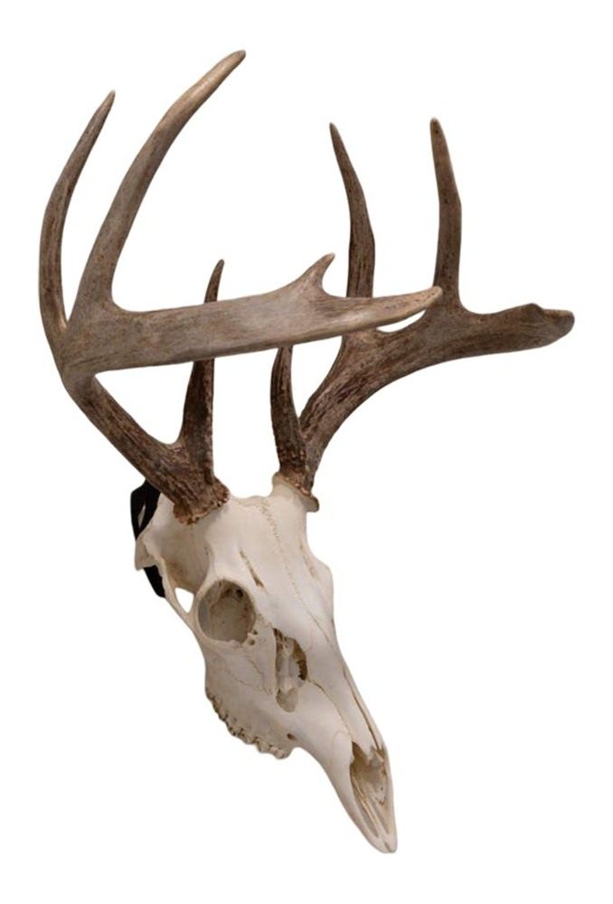 Allen 7257 Skull Peg Wall Mount Small/Mid-Size Game Black Steel Includes Ha view 4