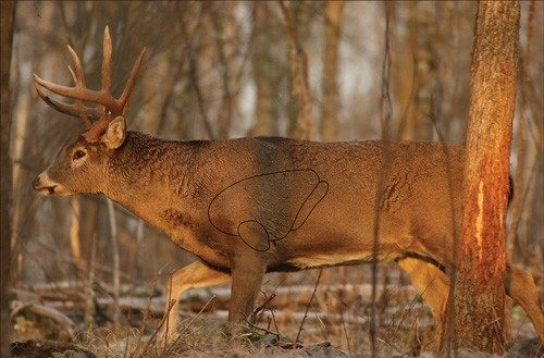 Birchwood Casey 37481 EZE-Scorer Deer 23x35 view 3