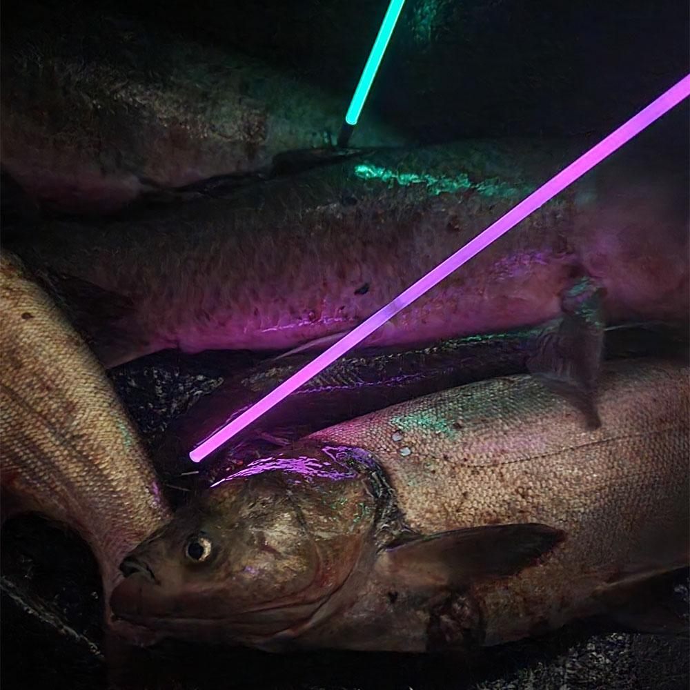 Feradyne Outdoors Muzzy Sabre Lighted Bowfishing Arrows w/Carp Point