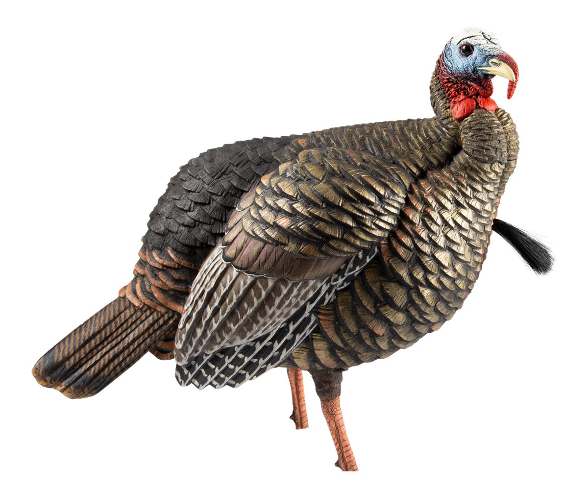 Avian X AVXAVX8105 HDR Jake Turkey Decoy Multi Color
