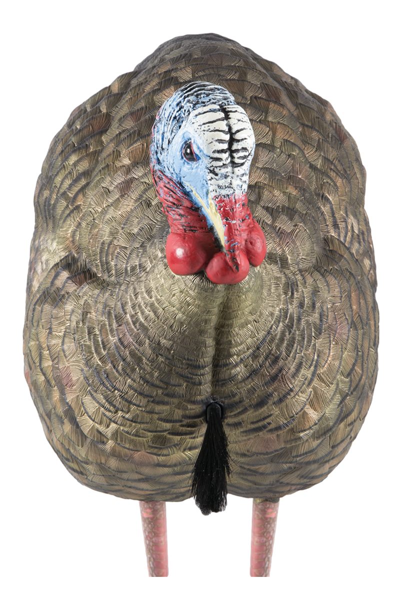 Avian X LCD Half-Strut Jake Turkey Decoy | Durable Realistic Lifelike Colla