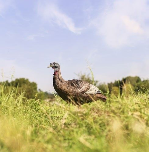 Avian X Flextone Thunder Chick Upright Hen Decoy W/stake view 2