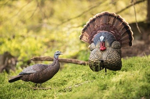 Avian X Flextone Thunder Creeper Strutter Decoy W/ Folding Fan view 4