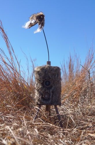 Mojo Outdoors HW2304 Super Critter Predators Species Brown Cottontail Sound view 5