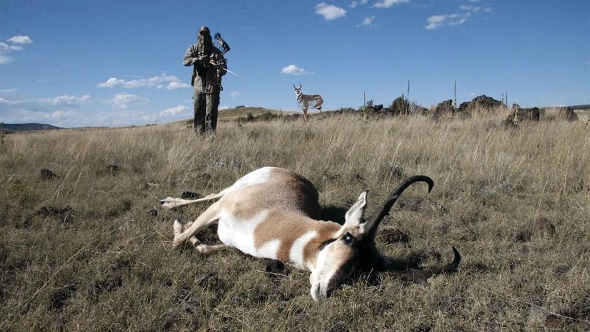 Montana Decoy Co Antelope Buck view 2