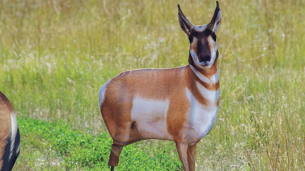 Montana Decoy Co Antelope Buck view 3