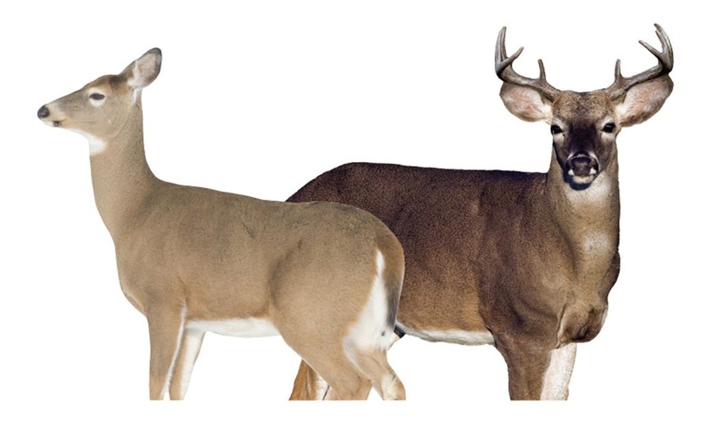 MONTANA DECOY DEER DREAM TEAM