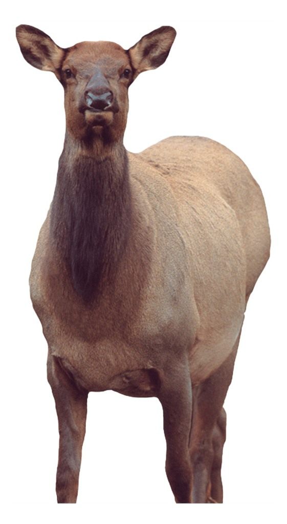 Montana Decoy Eichler Elk