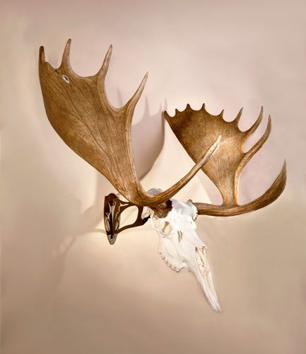 Hunters Specialties Skullhooker SKHBHASSYBRN Big Hooker Steel Robust Brown view 2