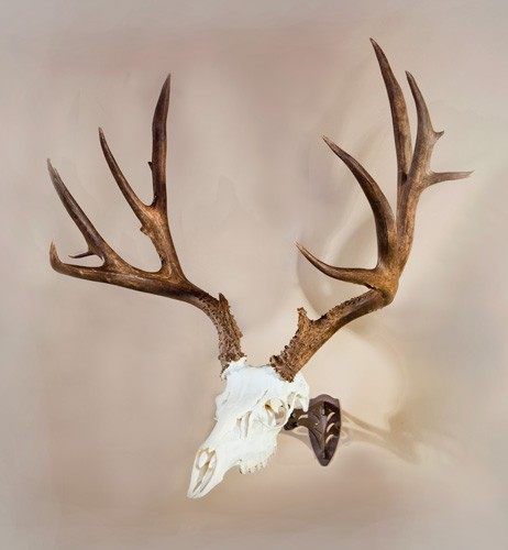 Skull Hooker Skhlhassybrn Little Small/Mid-Size European Game Robust Brown view 2