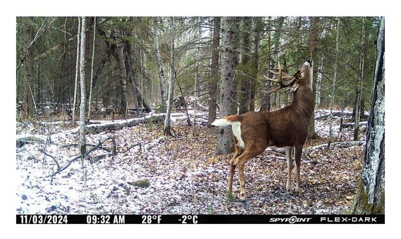 SPYPOINT TRAIL CAM FLEX DARK 40MP/1080P DUAL CARRIER view 4