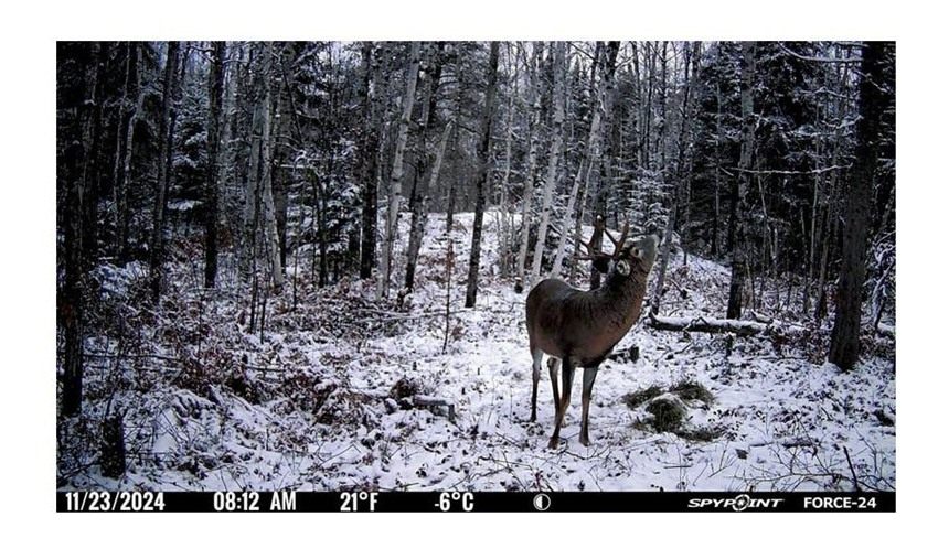 Spypoint FORCE-24 Non-Cellular Trail Camera view 2