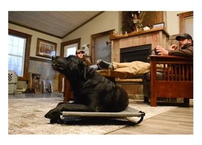 Higdon Outdoors MOmarsh Kennel Cot - Large