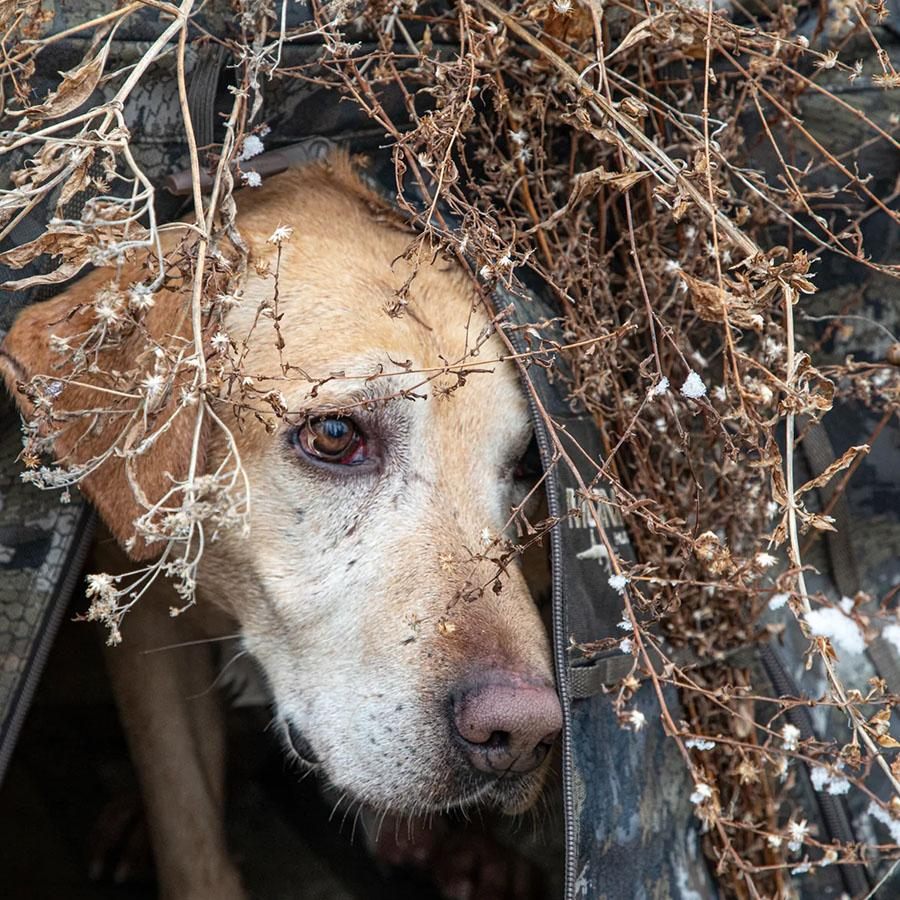 Higdon Outdoors MOmarsh 34018 Invisi-Lab Dog Blind Optifade Marsh view 2